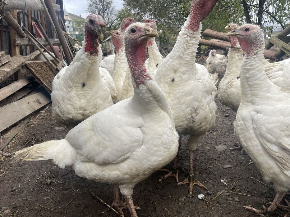 Vand curci mari de taiat