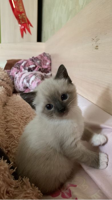 Котенок ищет дом! Алматы