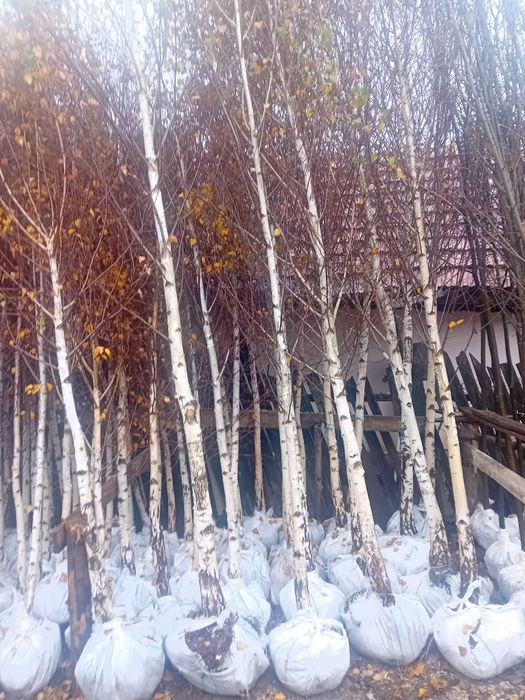 Vând mesteacăn alb ornamental