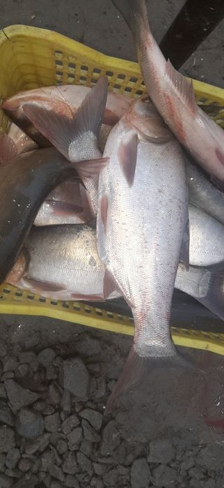 Катта Баликлар бор Талсталоб Бор оптом нархларда