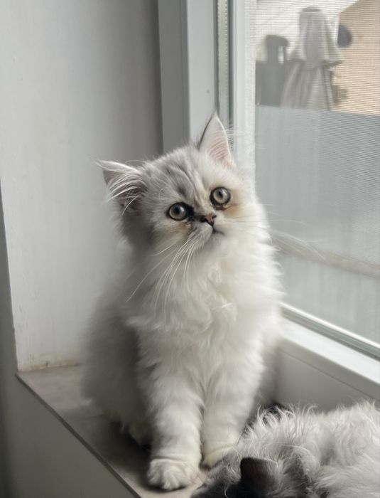 Baietel British Longhair
