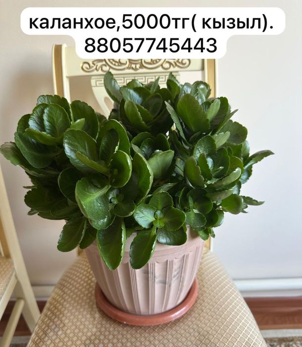 уйден осipiлген гулдер