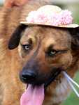 Catelusa spre adoptie