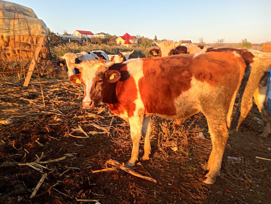 Band vitel  6500 de lei