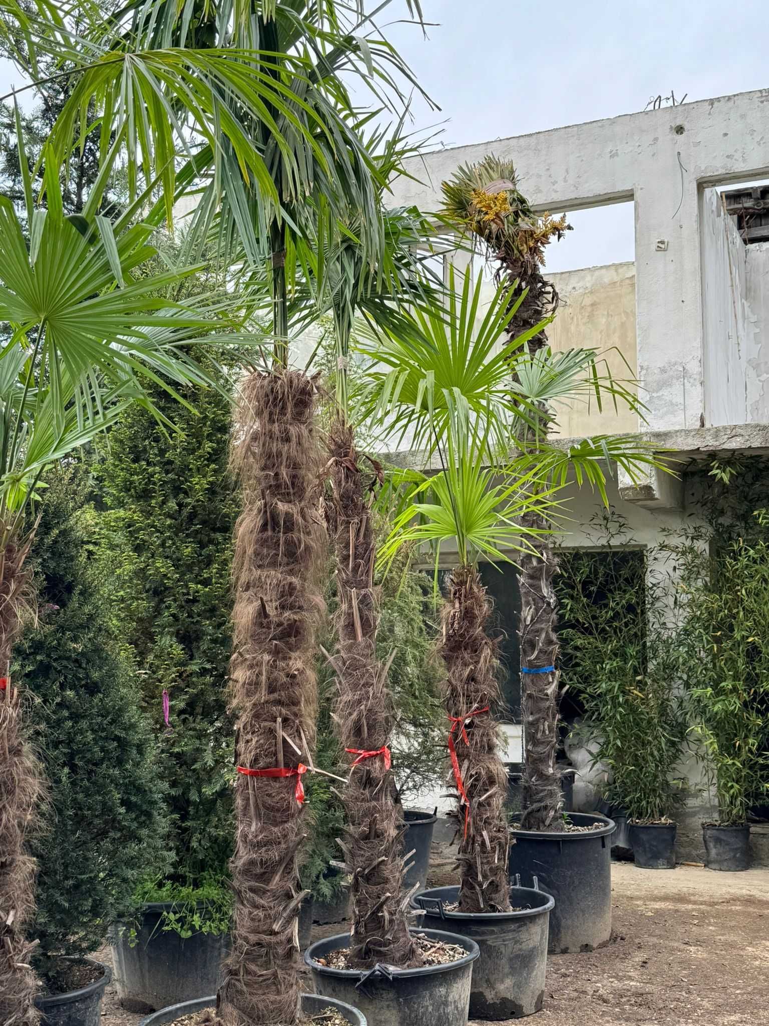 Trachycarpus Fortunei – Palmierul care rezistă iarna!