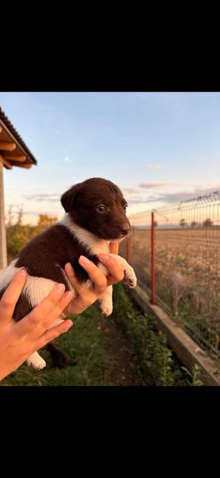 donez pui de caine 2 luni