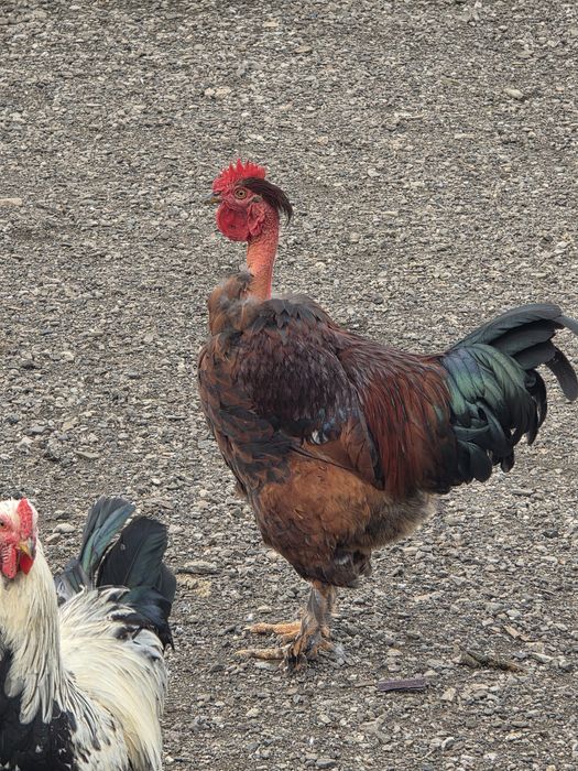 Vând Cocoși frumoși.