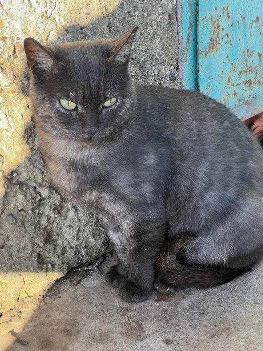 Кошечку в любящую семью!