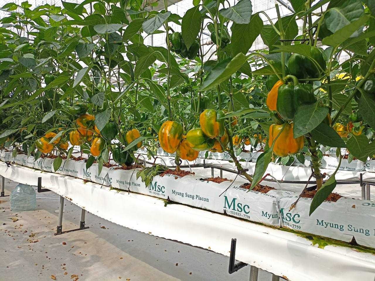 Кокосовий субстратлар. Cocopeat Ms