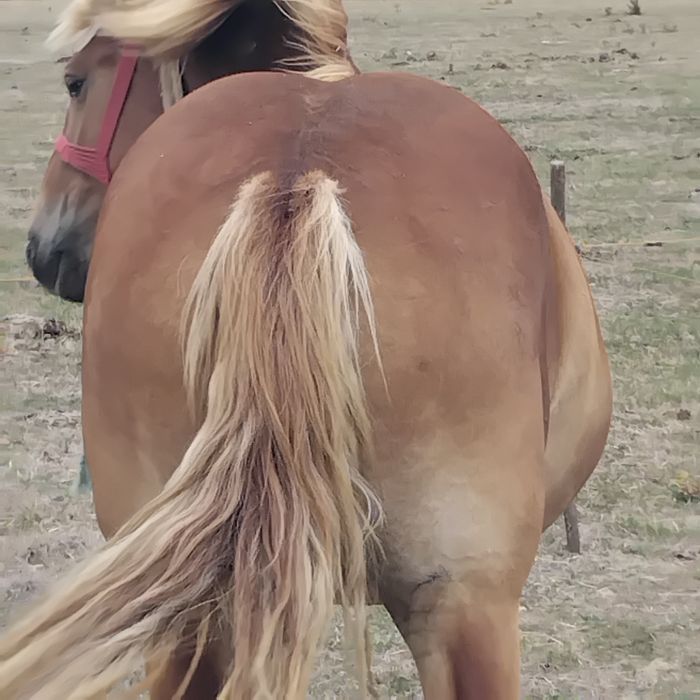 Vand manza de 2 ani