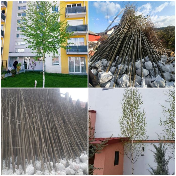 Vand mesteacăn cu coaja albă și tei de floare