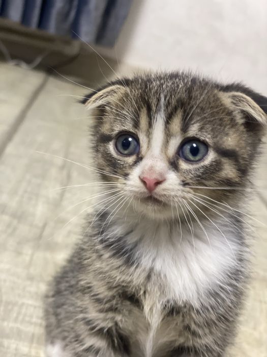 Donez pisică scottish