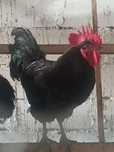 Cocosi Australorp August/2024