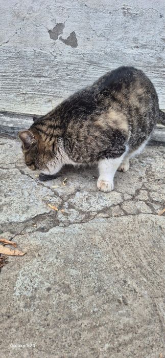 Ищем дом для котика