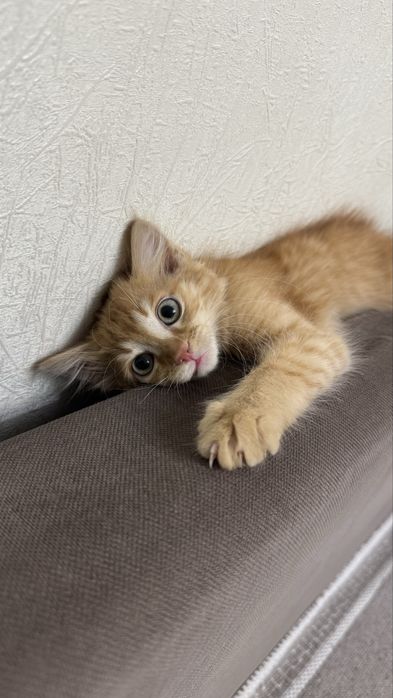 Отдам котенка в хорошие руки