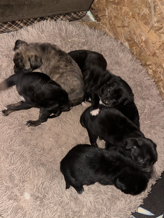 Oferim spre adopție 8 pui de căței