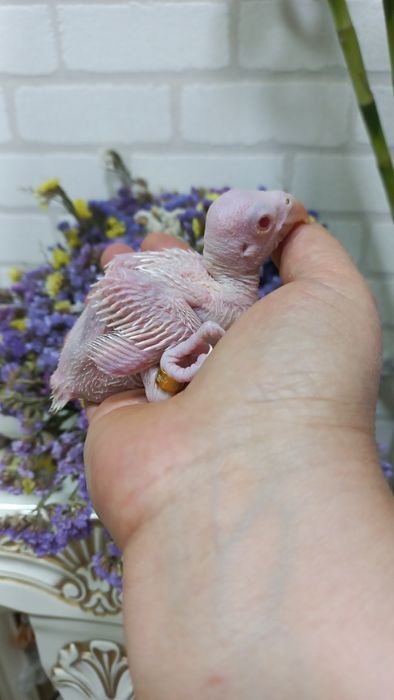 Продаётся птенец Белого ожирелового попугая.