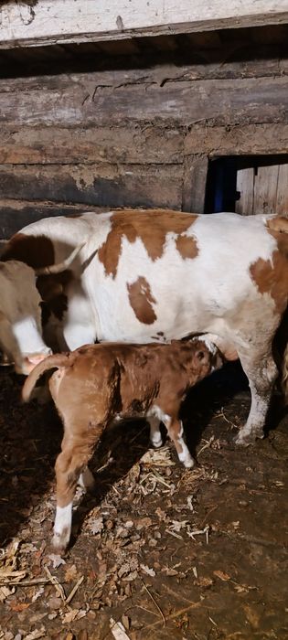 Vând vacă cu vițel