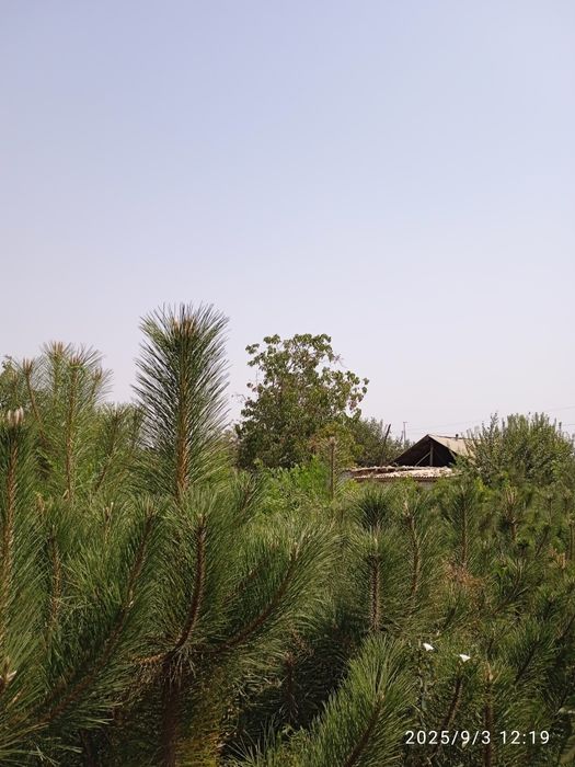 Archa va Lola daraxtlar