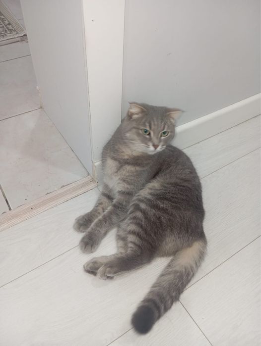 Отдам в хорошие руки даром! Отвезем сами