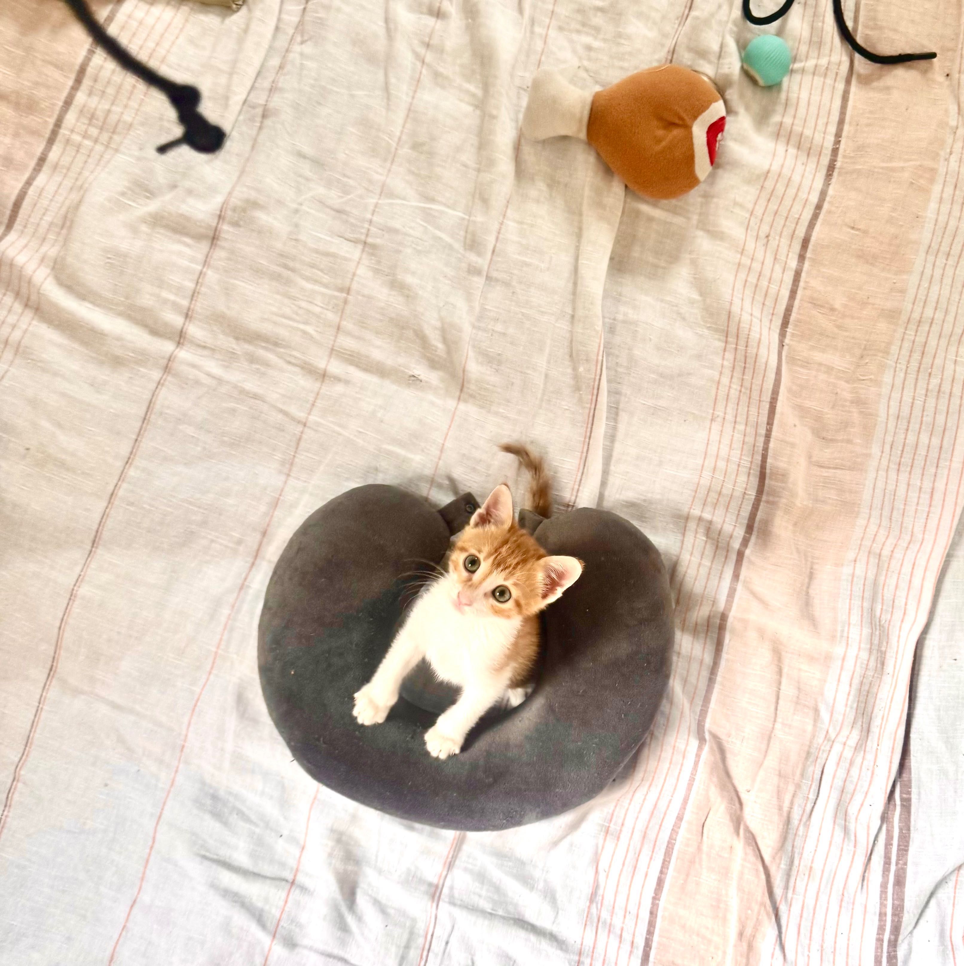 Подарявам коте / котенце