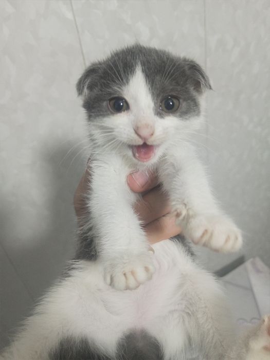 Продам котёнка-девочку (Скоттиш-фолд, 1 месяца)