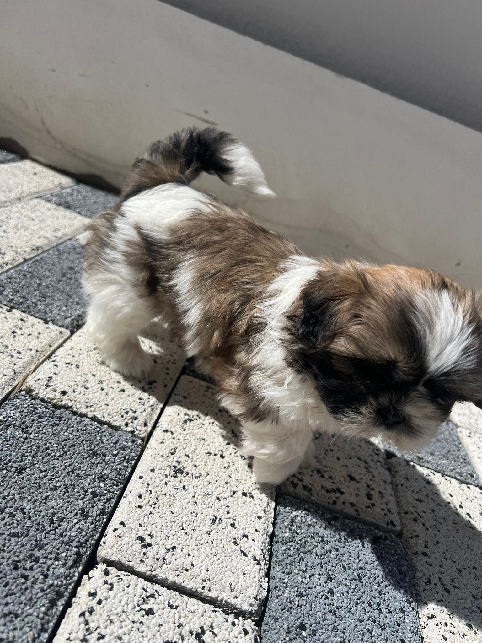 Shih tzu, 6 saptamani