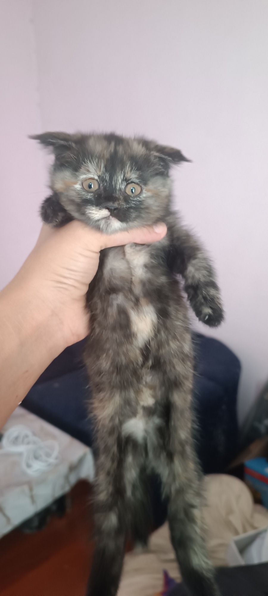 Продаются шотландские  вислоухие кошечки 1.5 месяца