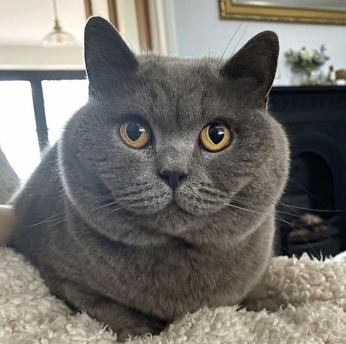 Британска късокосместа