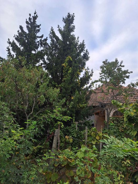 Brad de craciun de exterior