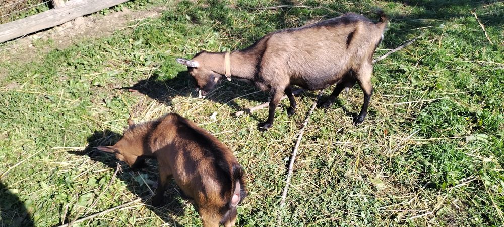 Capra Alpina Franceza și Tapisor Alpin Fray