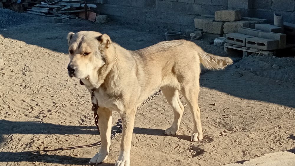 Продаётся собака