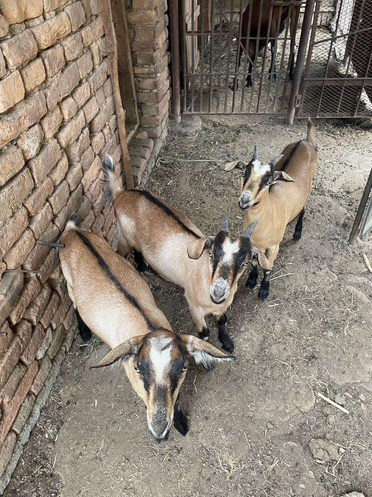 Продавам женснски ярета алпийки.
