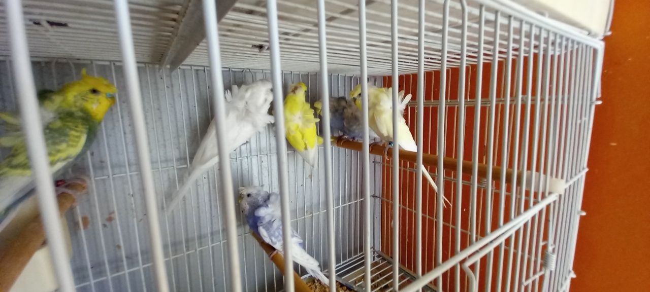 Peruși disponibili  perechi pui la bucata sau perechi adulte gata form