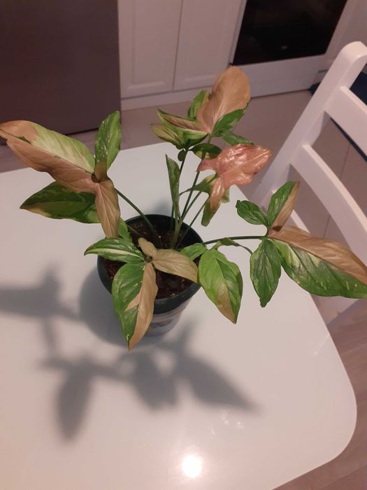 Сингониум ред спот триколор