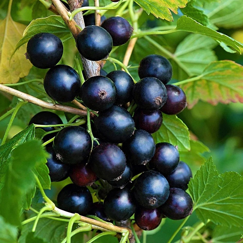 Продам смородину