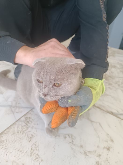 Породни код срочно