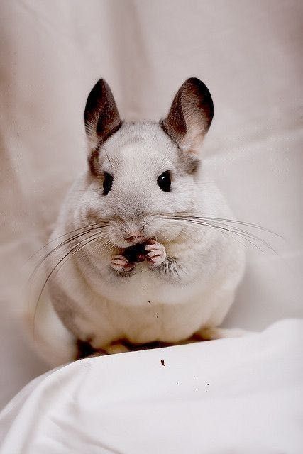 Pui cincila chinchilla chinchila sinsila - animal de companie