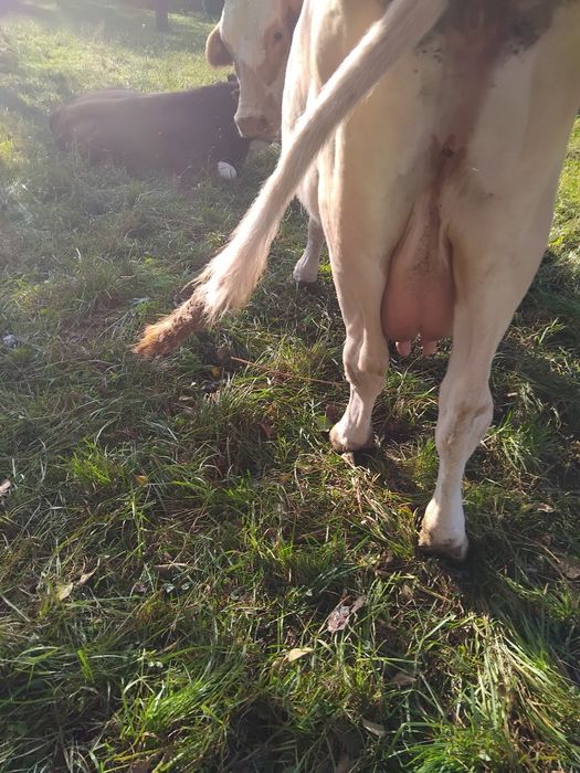 Vând vacă rasa Bălțata Românească