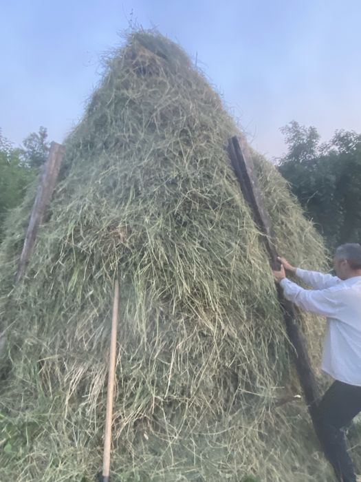 Vand stog de lucerna nou