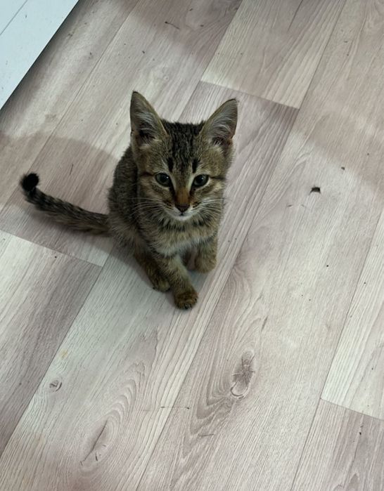 Отдам котёнка в хорошие руки