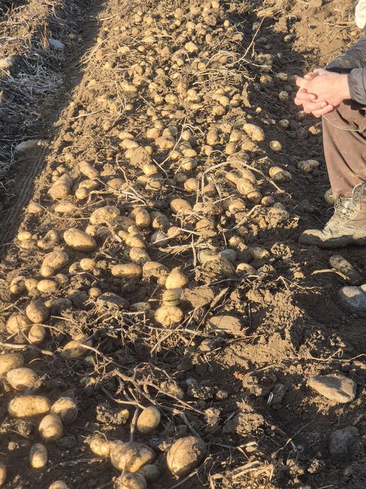 Vând cartofi  consum calibru mare