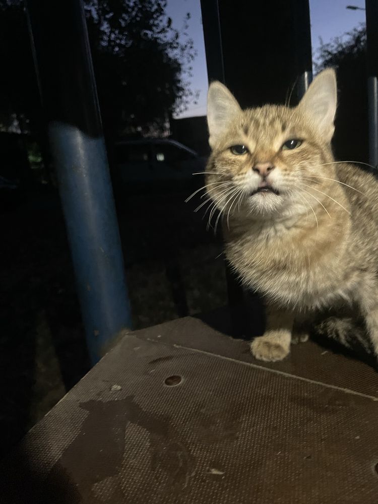 Кошка пародистая