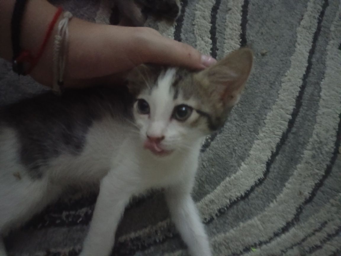 Котята отдам в хорошие руки