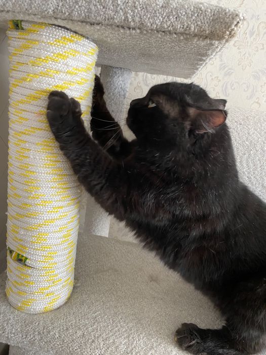 Кот Бадди ищет дом. Кастрирован.