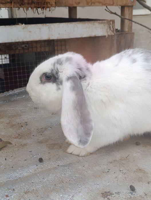 Fransuz baran 7 oyli erke.