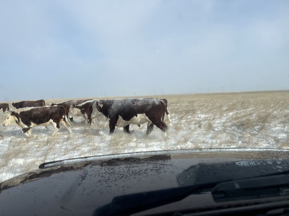 Продам быка на племя 4 года белоголовый бык