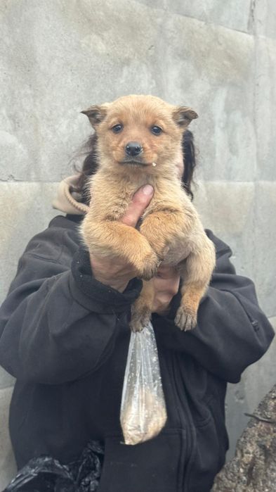 Щенки ищут свой дом