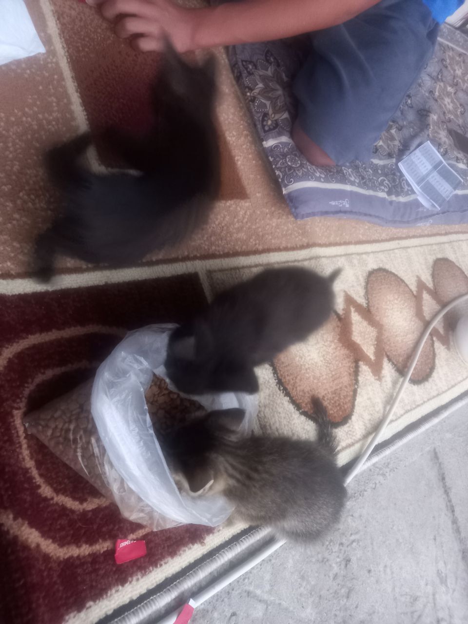 Отдам 3 котёнка в хорошие руки