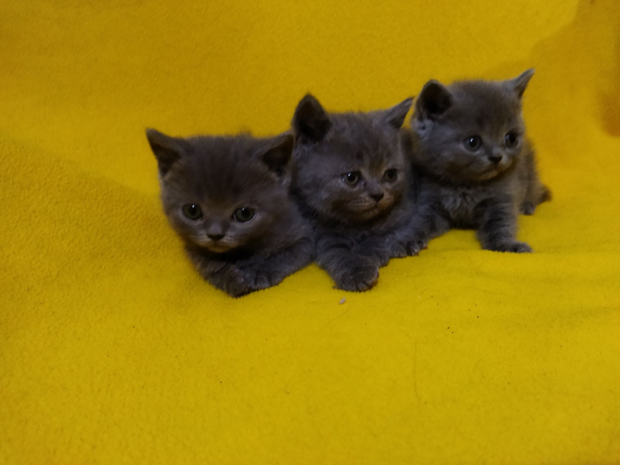 Британски котета !